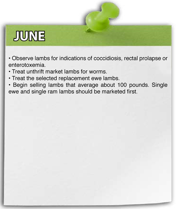 June Shepherd Schedule